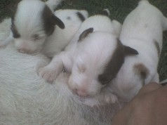 Fotos de perros